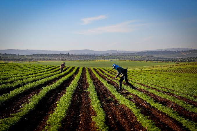 Campagne agricole 2025-2026 : Le retour des bonnes récoltes
